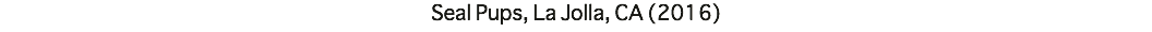 Seal Pups, La Jolla, CA (2016)